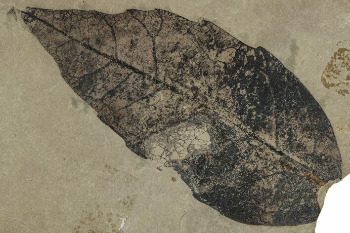 Fossil Oak Leaf (Quercus) - Insect Predation! #356093